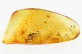 Fossil Semiaquatic Woodlouse (Ligiidae) In Baltic Amber - Rare #307371-1